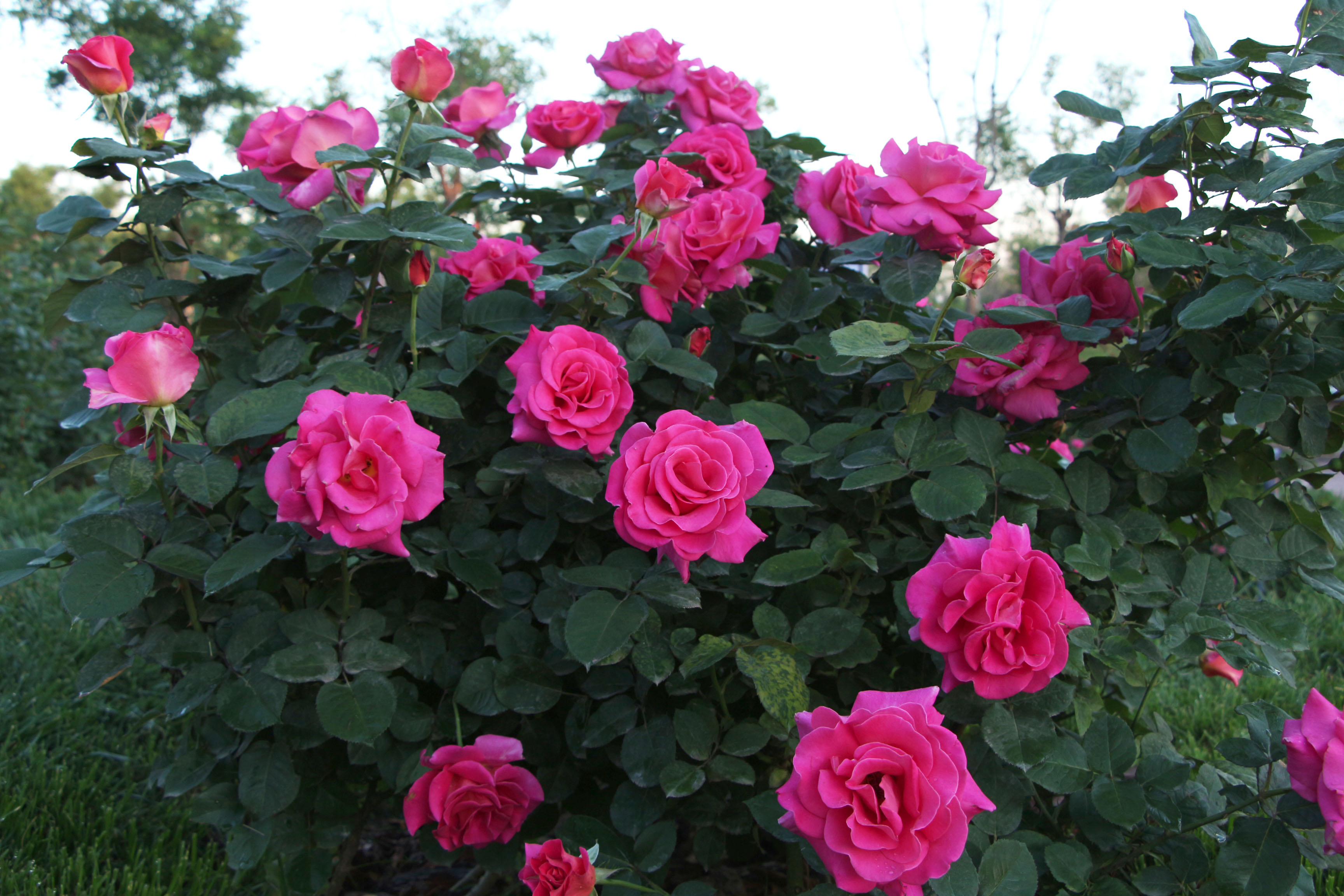 热舞是以艾丽为母本,以普尔曼东方快车为父本杂交选育获得.