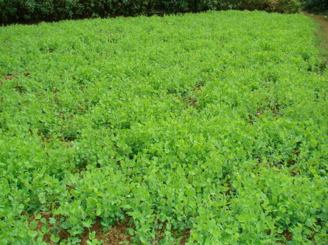  p>豌豆(学名: i>pisum sativum /i> l.)豆科一年生攀援草本,高0.