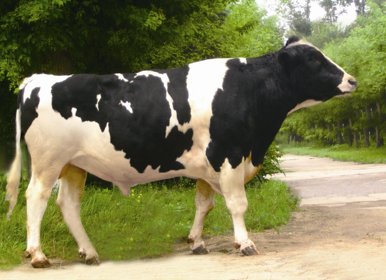 产奶量比一般的奶牛高"(1077页,2001年7月出版)所以奶牛就是母的,公的