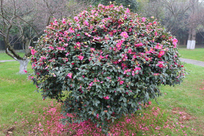 camellia bambusifolia h. t. chang, h. s. liu