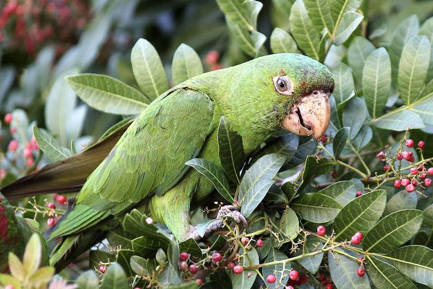 米特雷锥尾鹦鹉