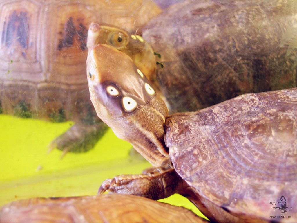斑眼龟