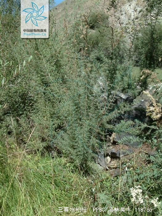 三春水柏枝