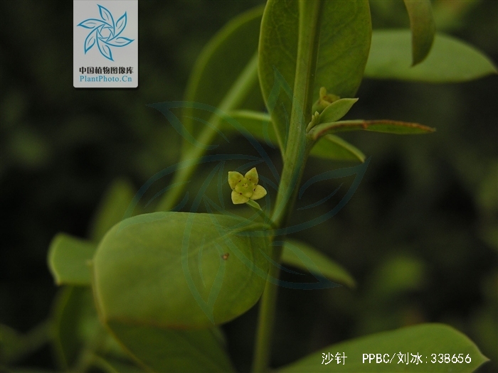  p>沙针(学名: i>osyris /i>  i>lanceolata /i> hochst.