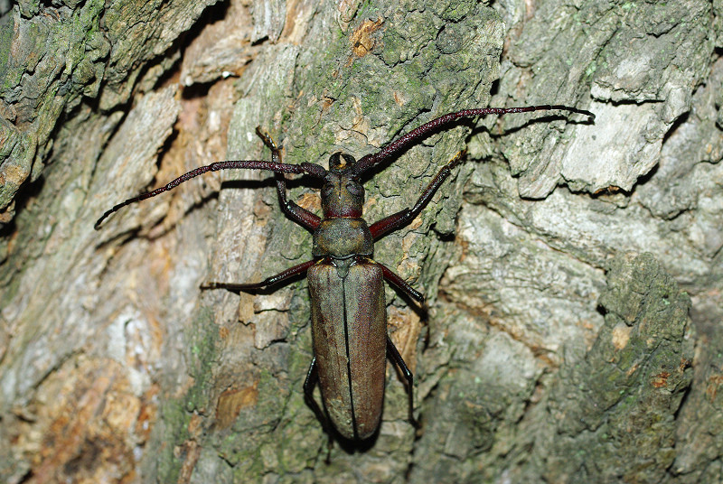  p>昆虫名,为鞘翅目,锯天牛亚科.分布于中国全国各地.