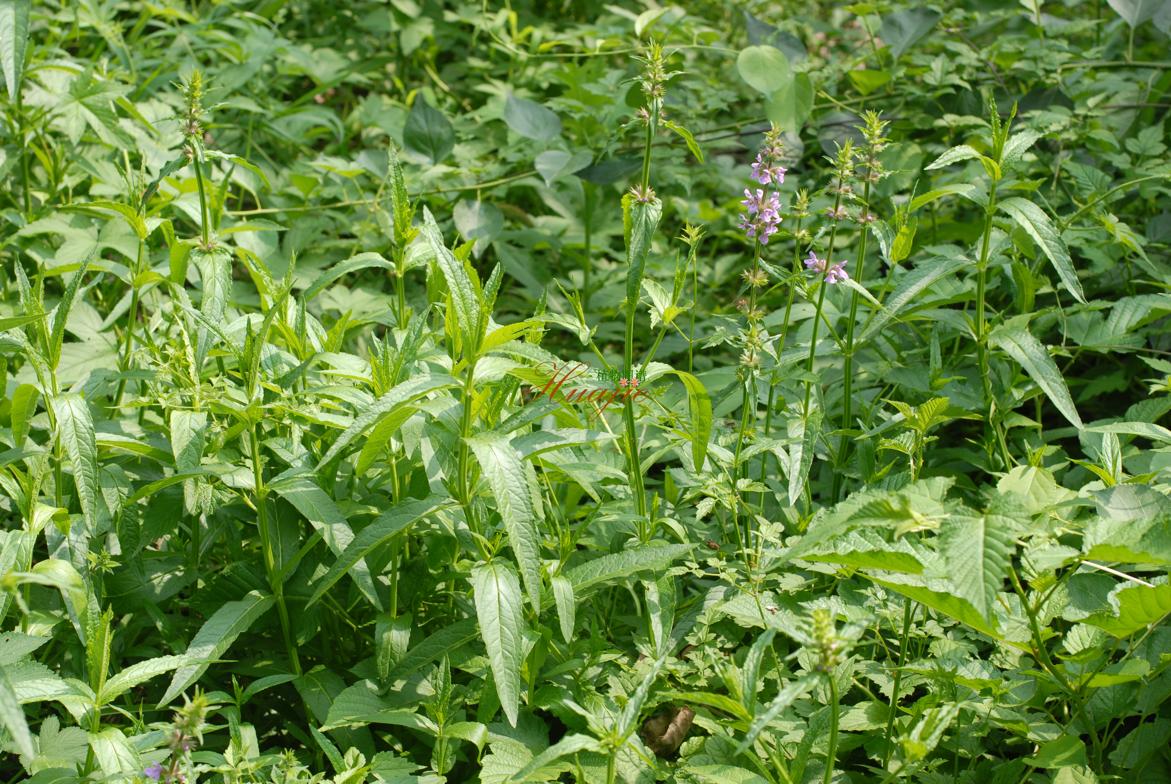 stachys sylvatica l.