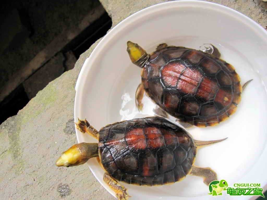  p>金头闭壳龟(学名: i>cuora aurocapitata /i>)是龟科,闭壳龟属动物