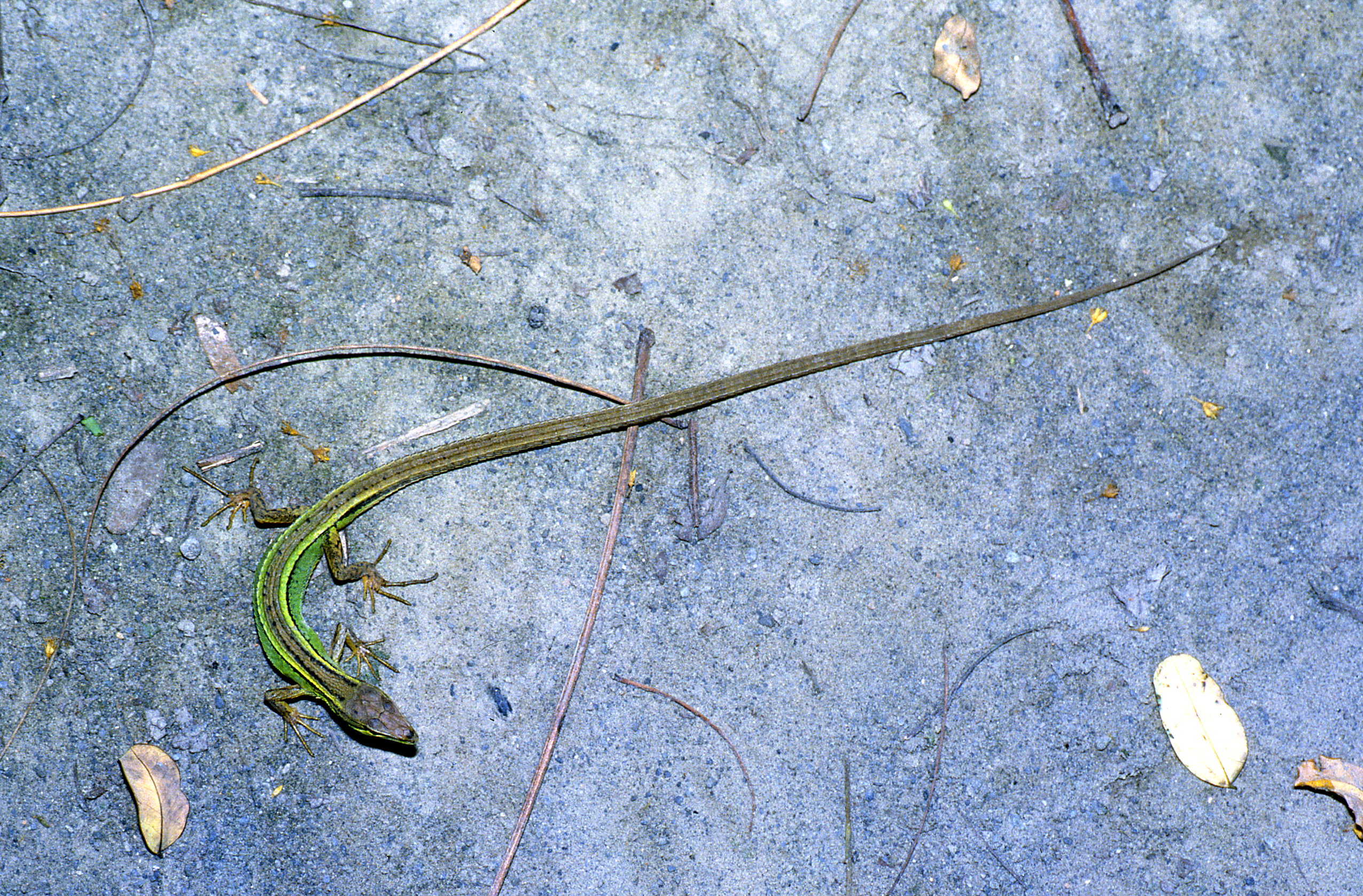  p>北草蜥(学名: i>takydromus septentrionalis /i>)是蜥蜴科,草蜥属