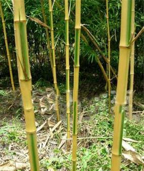 金竹（禾本科刚竹属植物）_百度百科