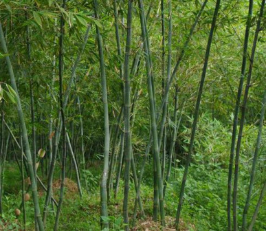 刚竹（禾本科刚竹属植物）_百度百科