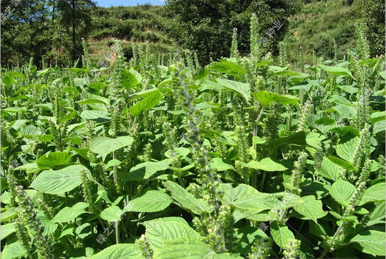  p data-id="taevjvmtb3db">苏子是唇形科紫苏属一年生草本植物紫苏的