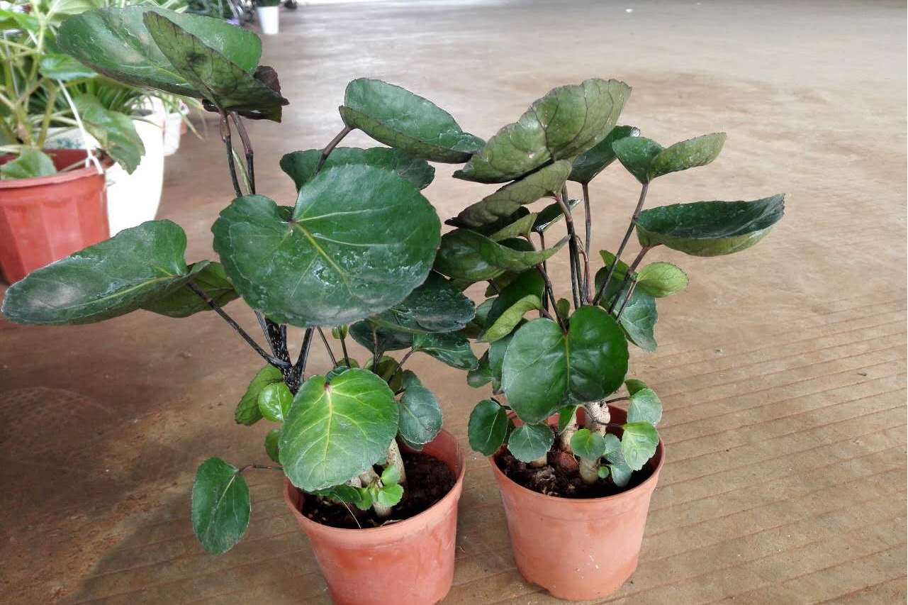  p data-id="gnxbivywkf">圆叶南洋参( i>polyscias scutellaria /i>