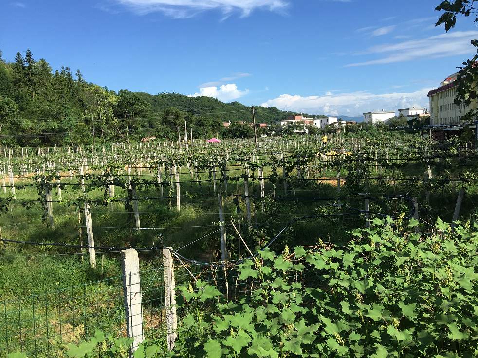 石芫乡,隶属江西省赣州市 a target="_blank" href="/item/赣县区