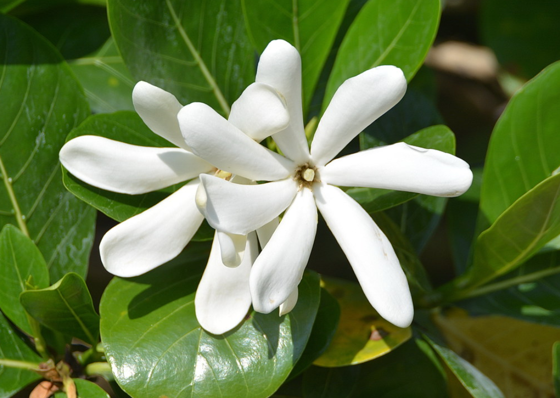 gardenia weissichii