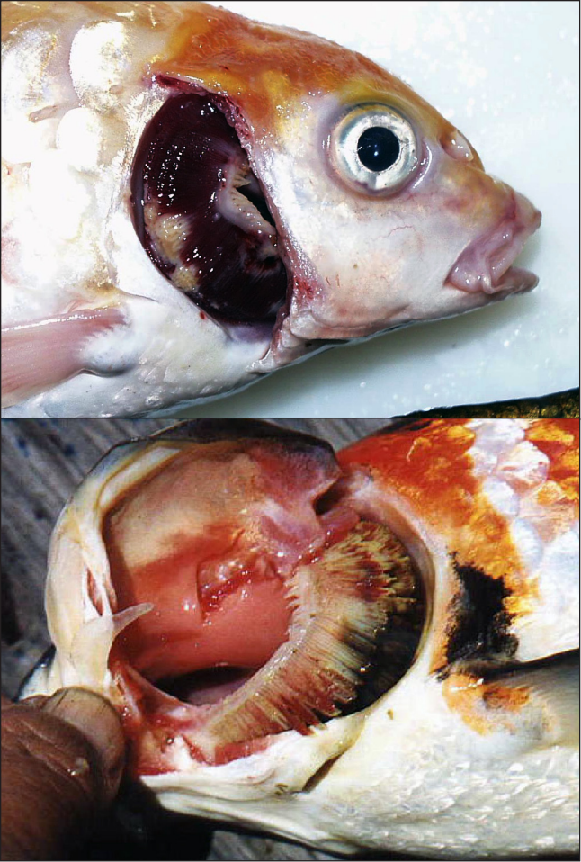 锦鲤疱疹病毒病