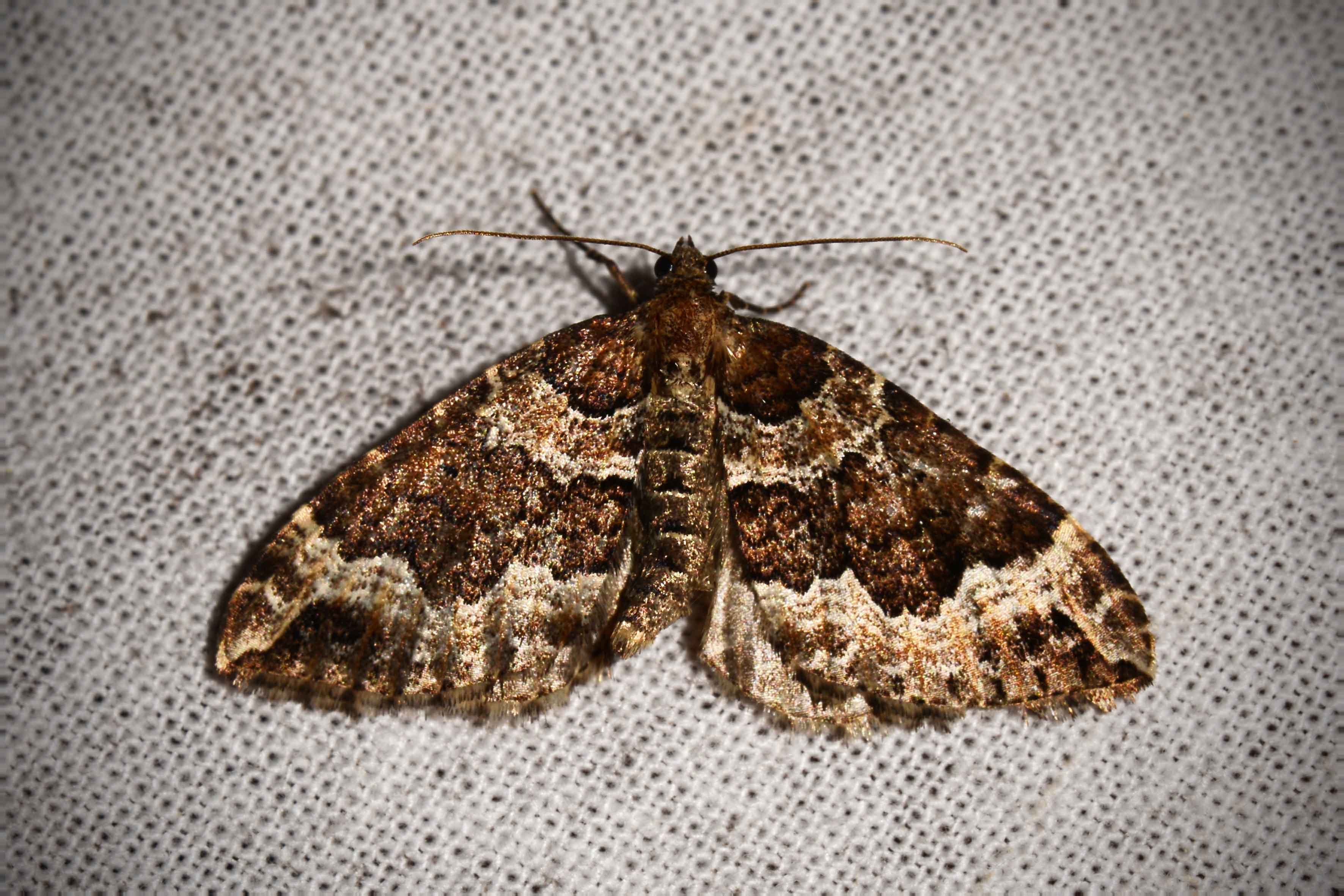 data-lemmaid="2319994">尺蛾科 /a>丽翅尺蛾属的一种昆虫