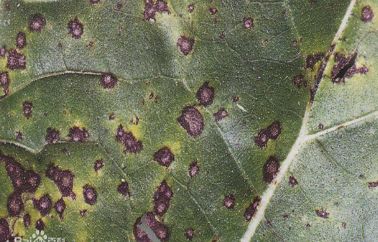 向日葵褐斑病是由向日葵壳针孢引起的,发生在向日葵的病害