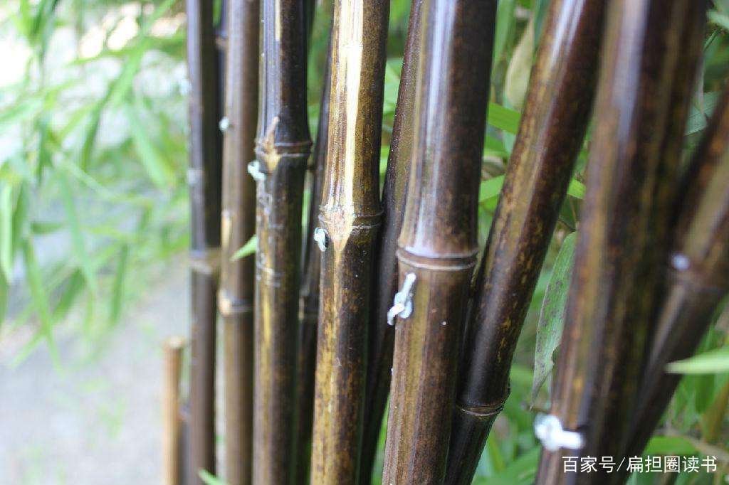 岁寒三友”之君子——竹：高风亮节，文雅至极！_百科TA说 