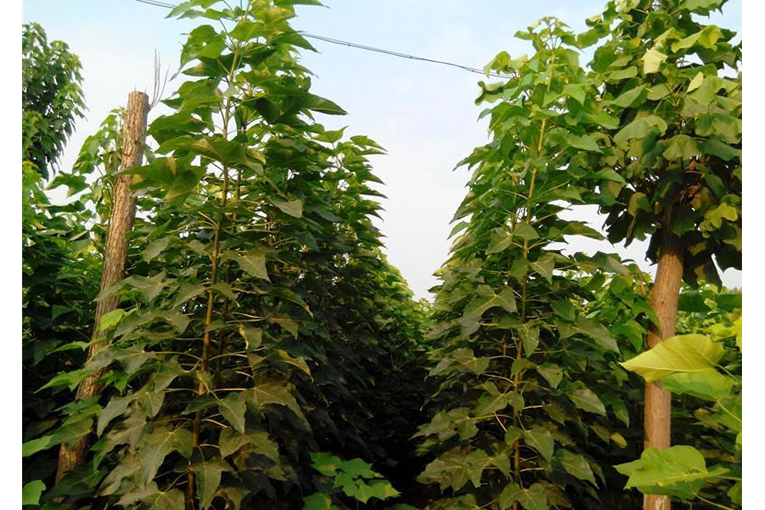 楸树河南无性系53号