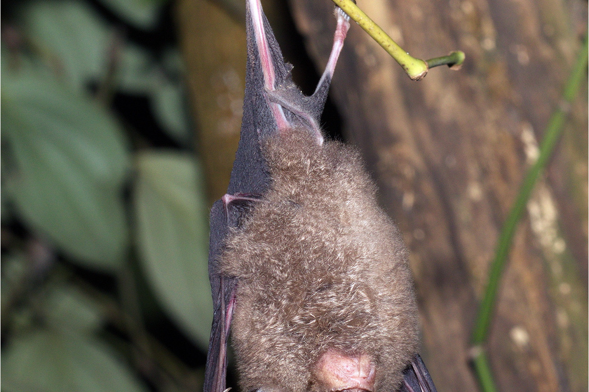 皮氏菊头蝠福建亚种