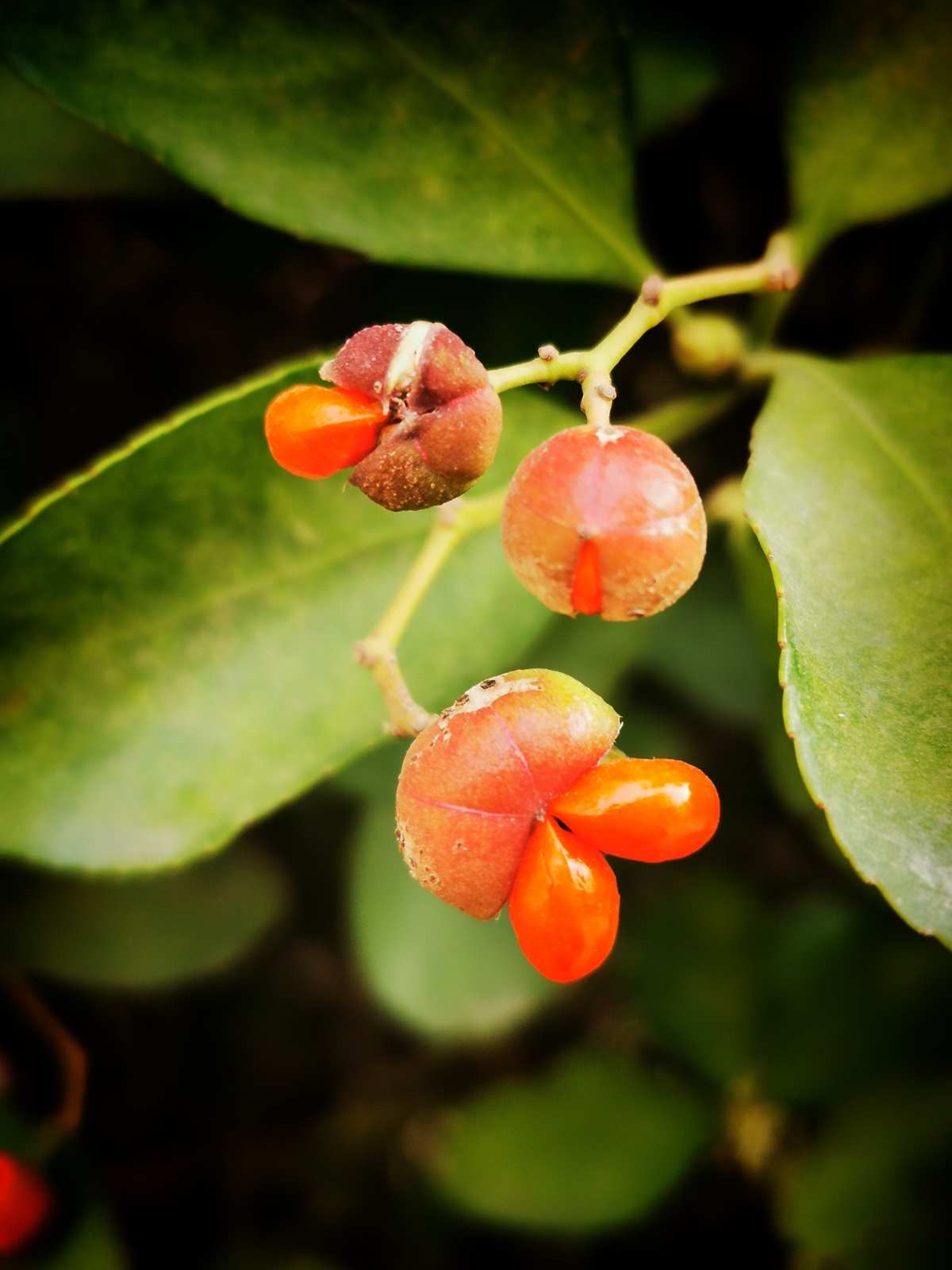 sieb),卫矛科卫矛属灌木植物.