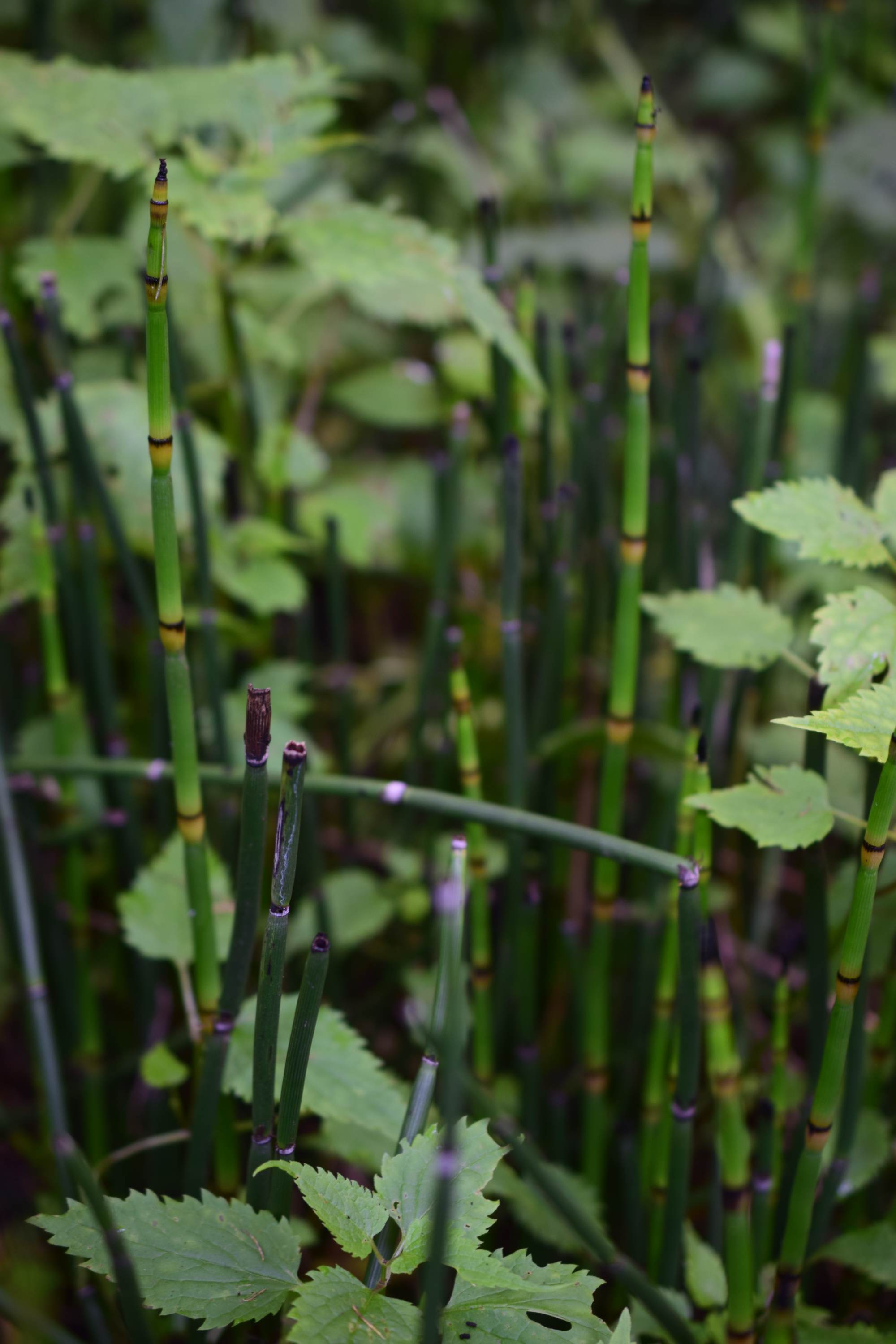 木贼科木贼属蕨类植物.