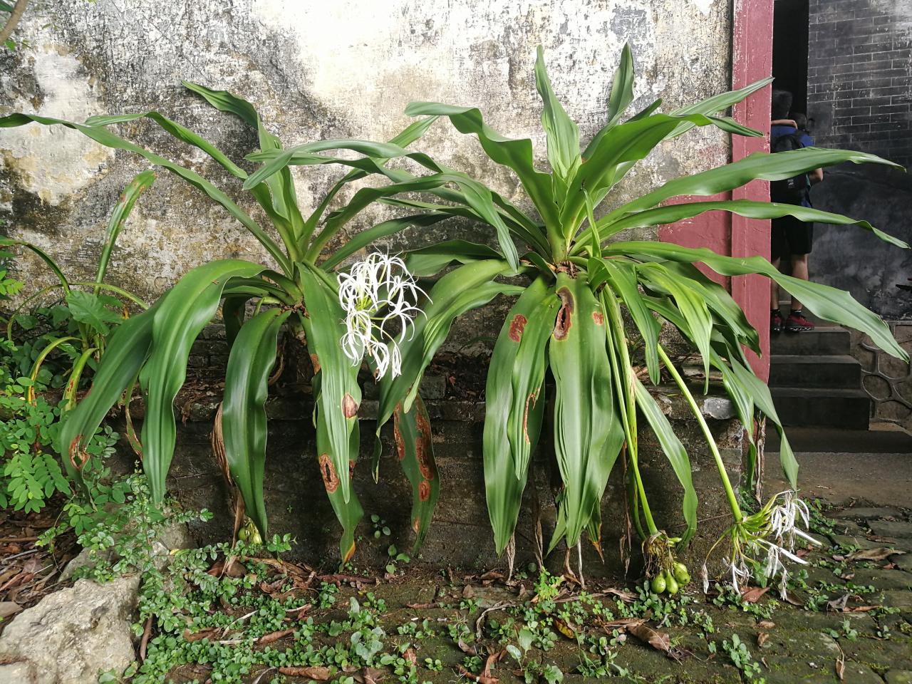 文殊兰（石蒜科文殊兰属植物）_百度百科