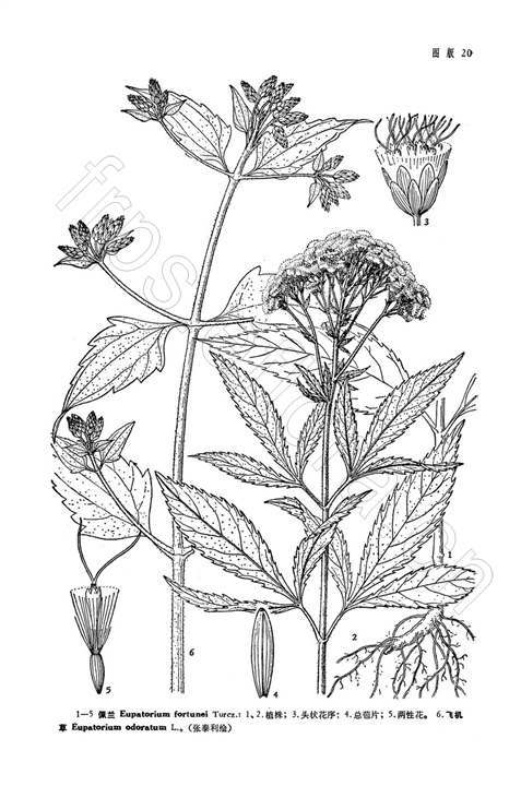 佩兰（菊科泽兰属植物）_百度百科