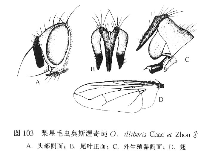 梨星毛虫奥斯渥寄蝇