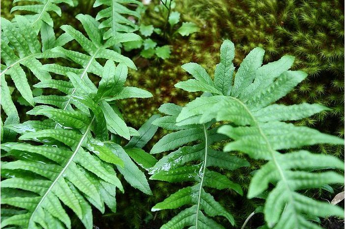  p>濑水龙骨(学名: i>polypodiodes lachnopus /i>)是水龙骨科水龙骨