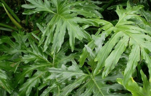春羽是不错的观叶植物，日常怎么养比较好？有哪些繁殖方法？_百科TA说