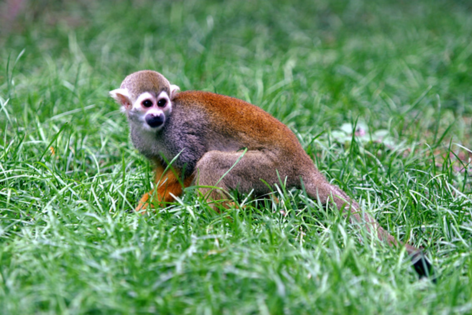  p>松鼠猴(学名: i>saimiri sciureus /i>),是产于南美洲的小型猴类