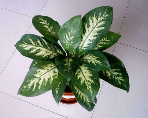  p>大王黛粉叶(dieffenbachia amoena),又名 a href="#" data-lemmaid