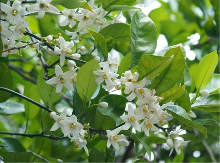 朱栾（芸香科柑橘属植物）_百度百科