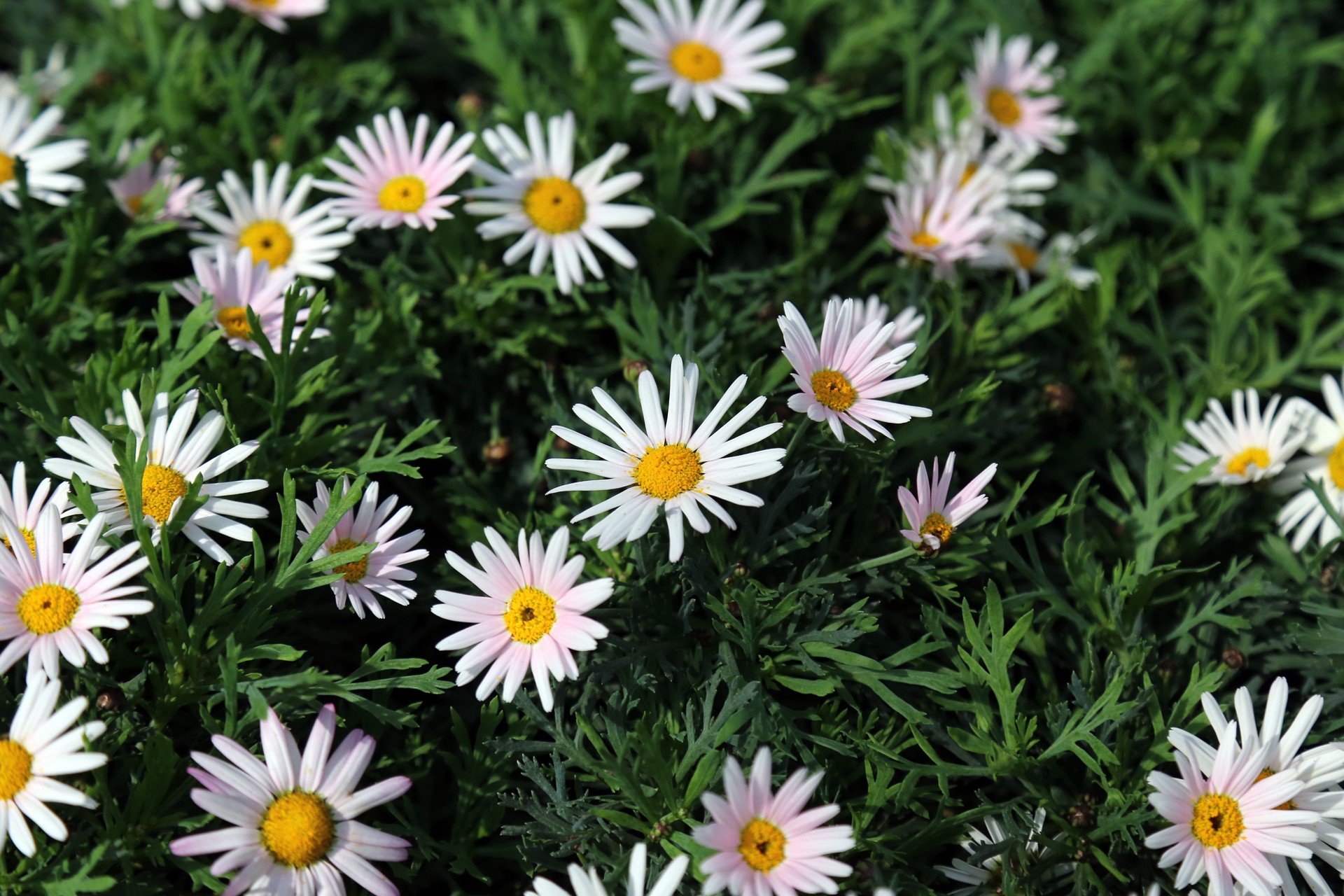  p>木茼蒿(学名: i>argyranthemum frutescens /i> (l.) sch.