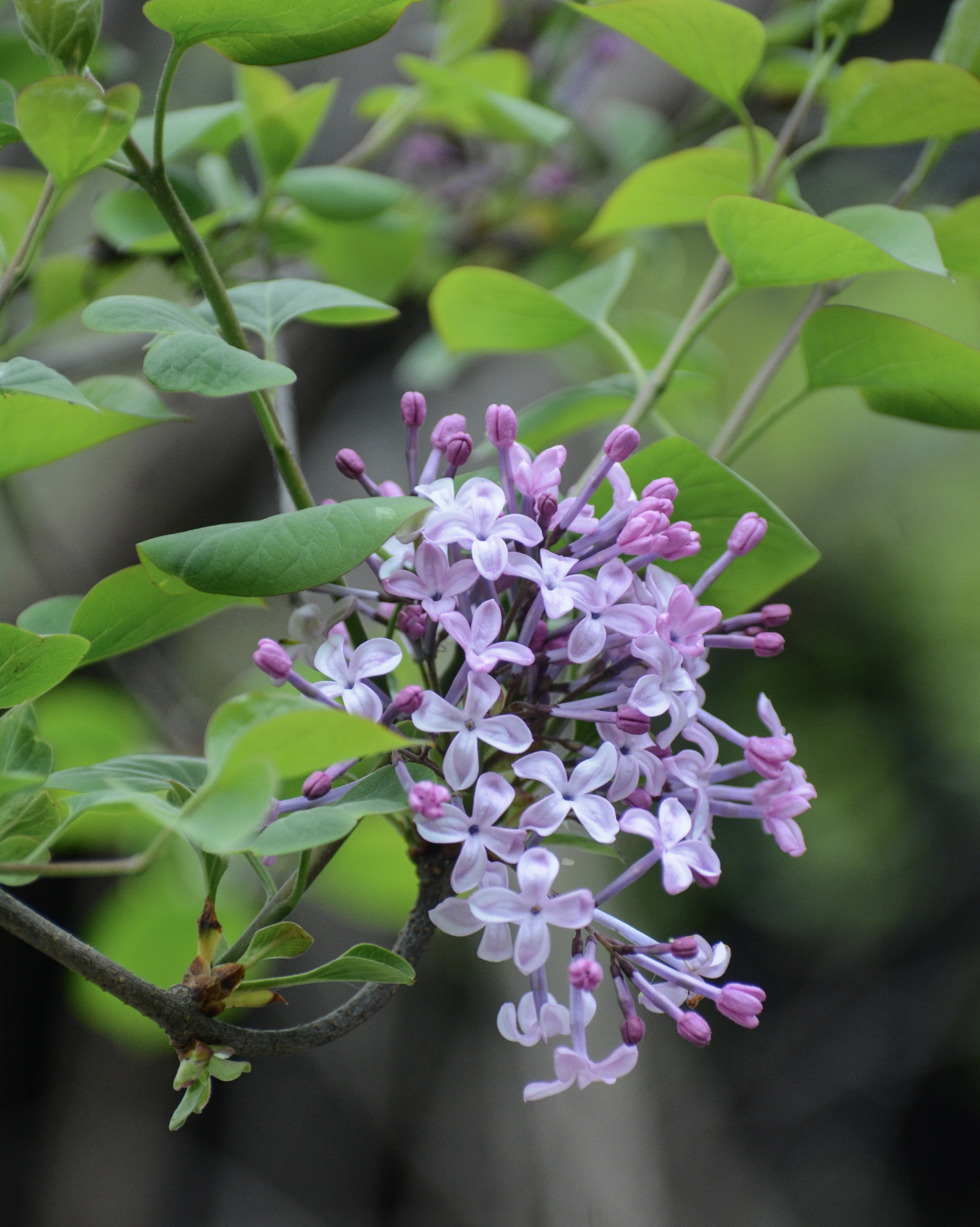花卉 花中四叶草 紫丁香 百科ta说