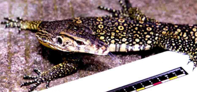  p>圆鼻巨蜥(学名: i>varanus salvator /i>)是巨蜥科,巨蜥属动物.