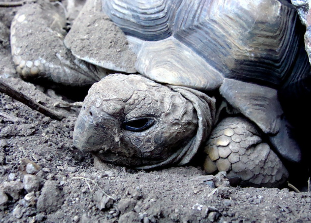  p>阿根廷象龟(学名: i>chelonoidis chilensis /i>):是爬行纲,陆龟科