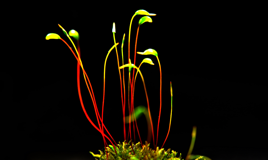 葫芦藓科葫芦藓属直立矮小草本,淡绿色,茎单生,基部有假根;叶簇哨于