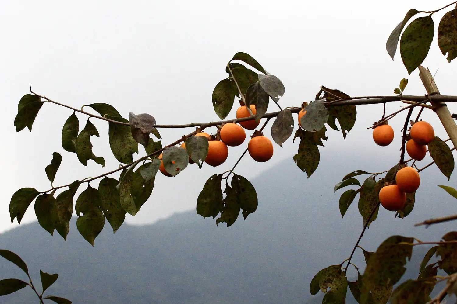 柿科(ebenaceae gürke)是杜鹃花目