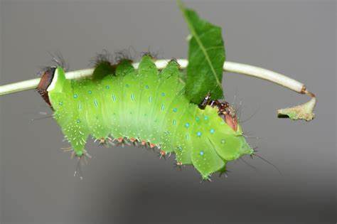  p>华尾大蚕蛾( i>actias sinensis  /i>walker, 1913)是 a target="