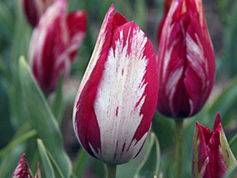tulipa cv.