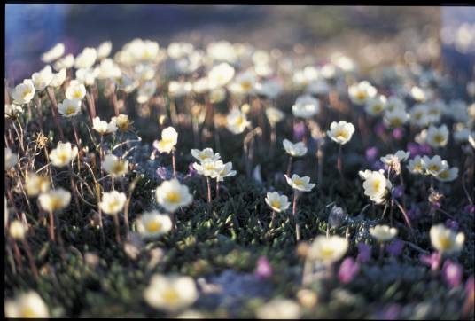 Dryas integrifolia（蔷薇科仙女木属植物）_百度百科