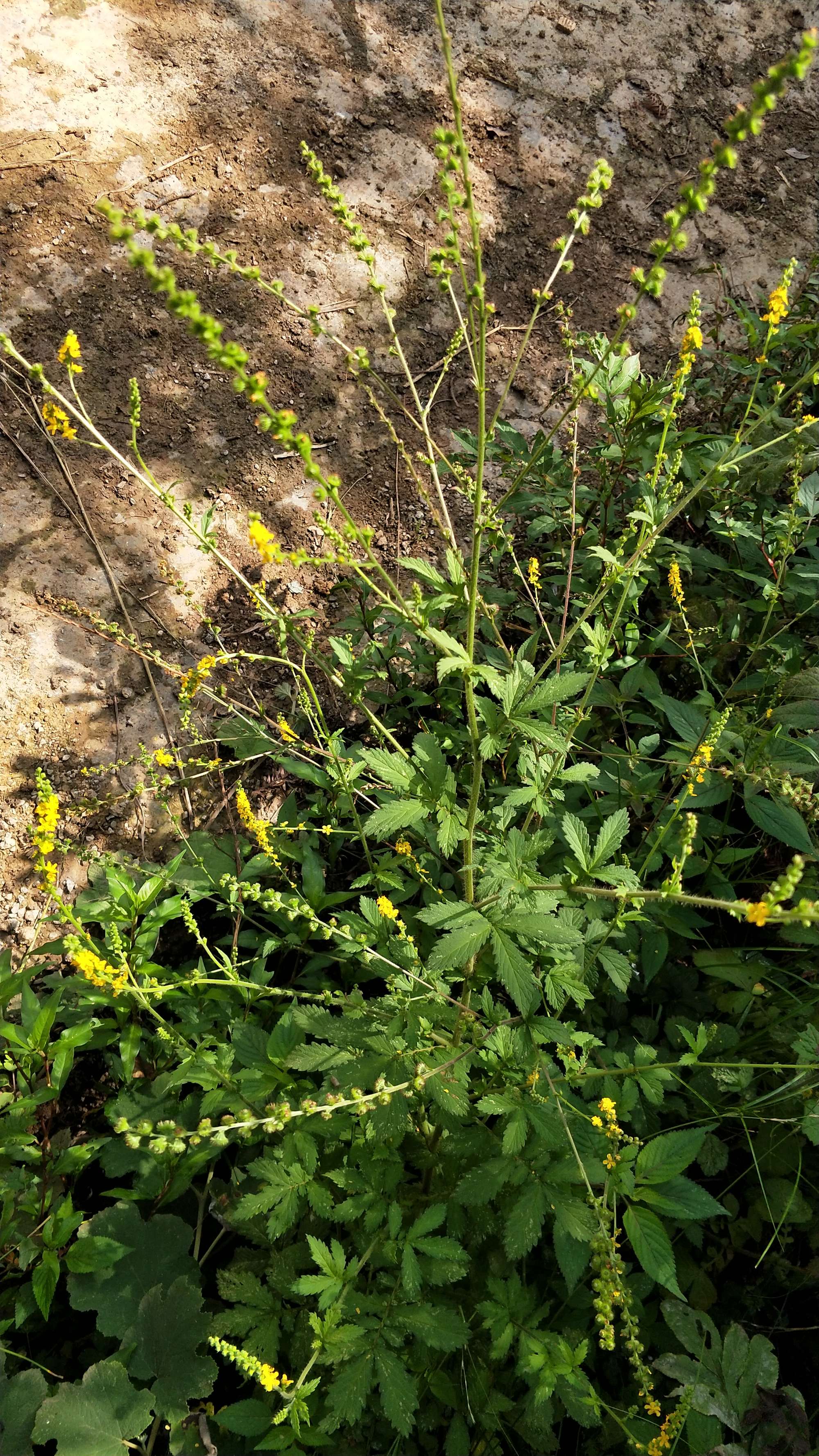  p data-id="txtaw6zwocck">龙牙草,蔷薇科龙牙草属的多年生草本植物