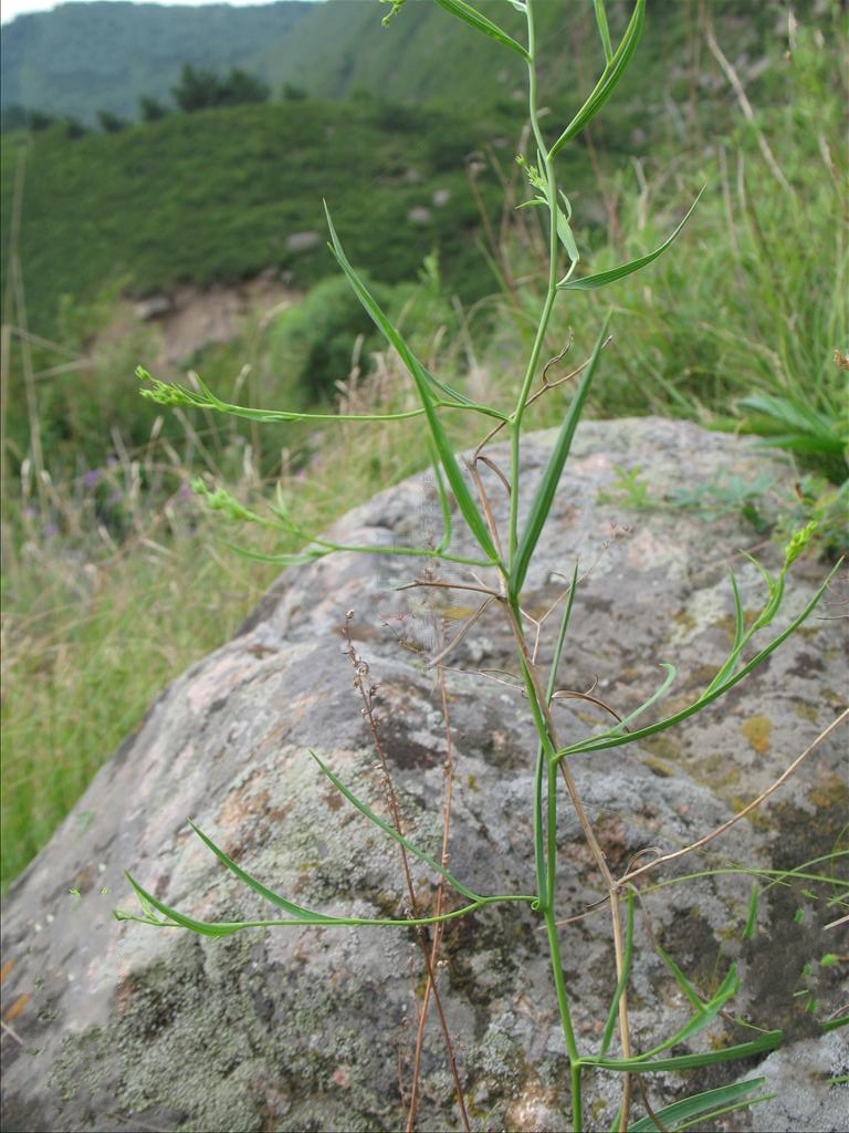  p>锥叶柴胡(学名: i>bupleurum bicaule /i> helm)是伞形科,柴胡属