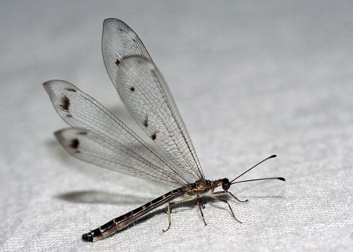 是很柔弱的昆虫,可它的幼虫则是异常凶狠的