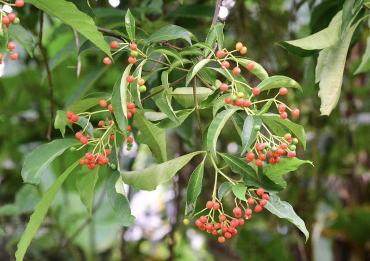 是夹竹桃科,萝芙木属植物.