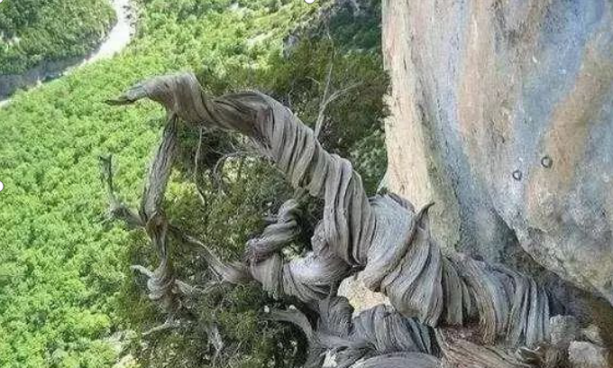 让你大开眼界，你不知道的太行崖柏_百科TA说