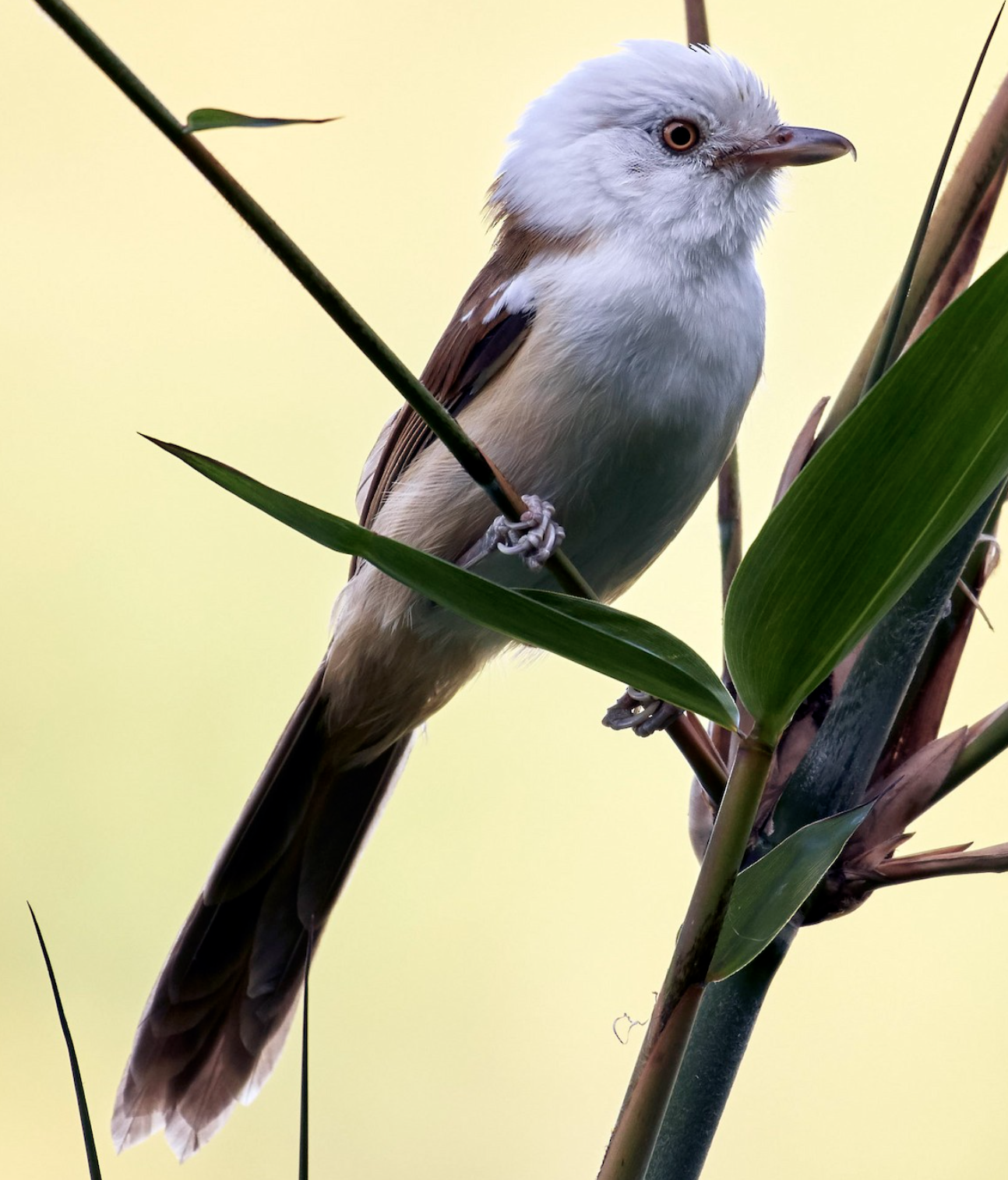  i>gampsorhynchus rufulus /i>)是雀眉科,白头鵙鹛属中型鸟类