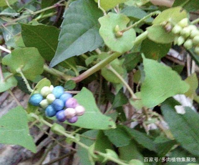 在农地里，碰到1种草别踩，人称“杠板归”，比三叶草价值高！_百科TA说